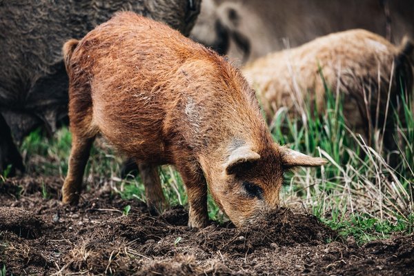 Comment éloigner les sangliers de votre jardin avec les répulsifs efficaces ?