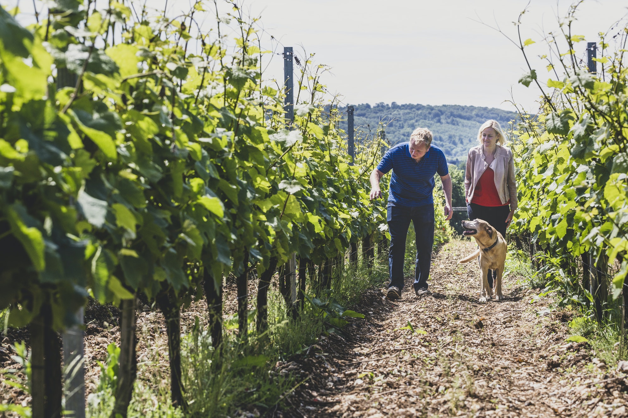 Les dangers du raisin pour le chien