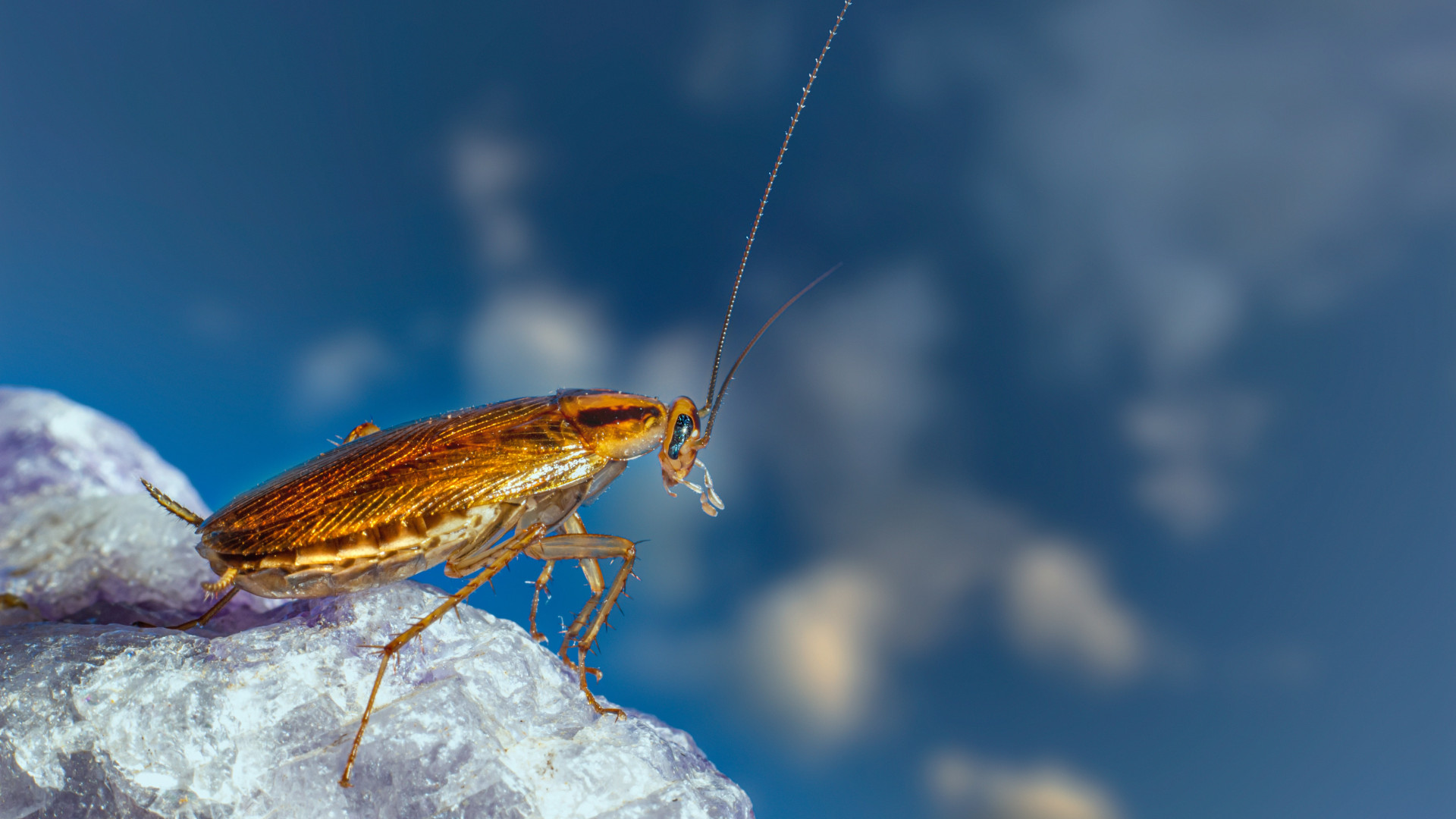 Quelles sont les précautions à prendre pour éviter une infestation de blattes dans sa maison ?